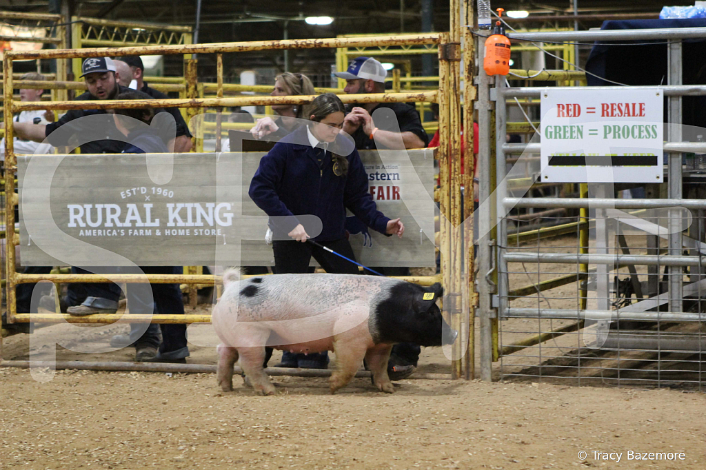 swine1079