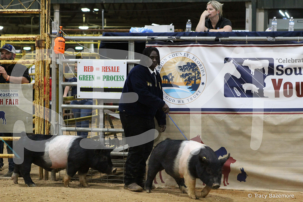 swine1081