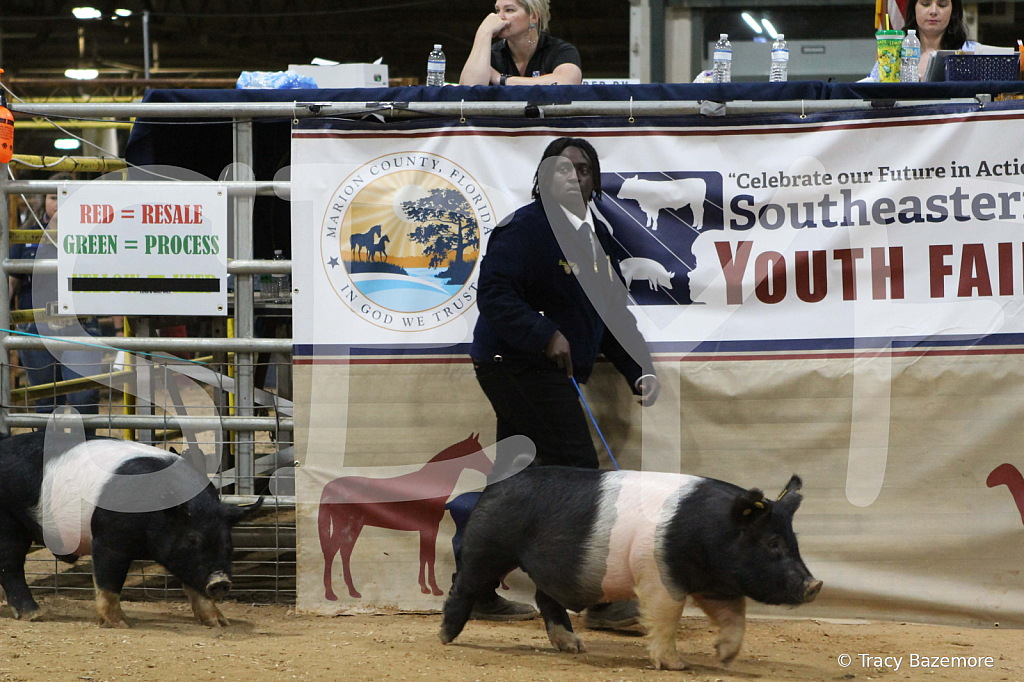swine1082