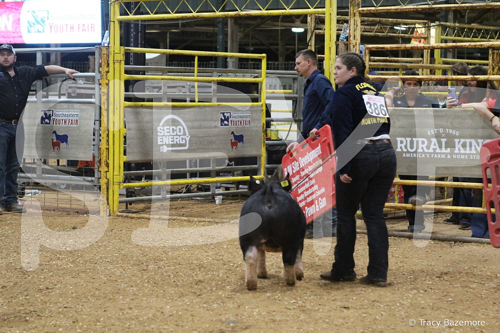 swine1101