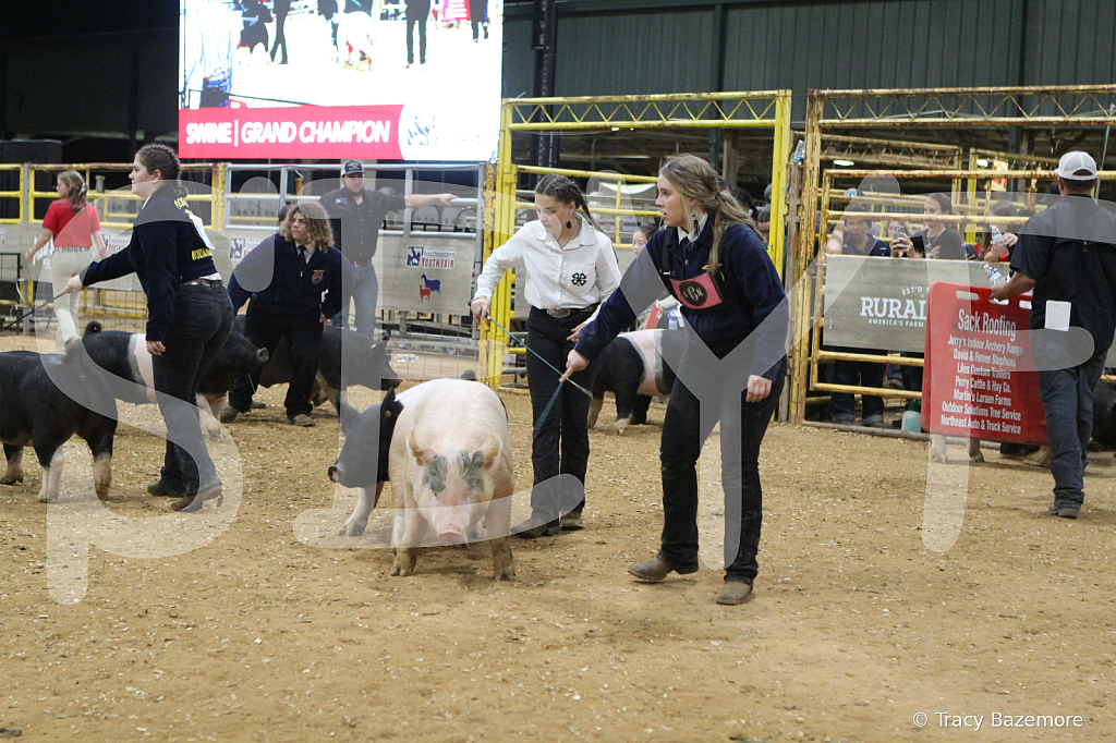 swine1104