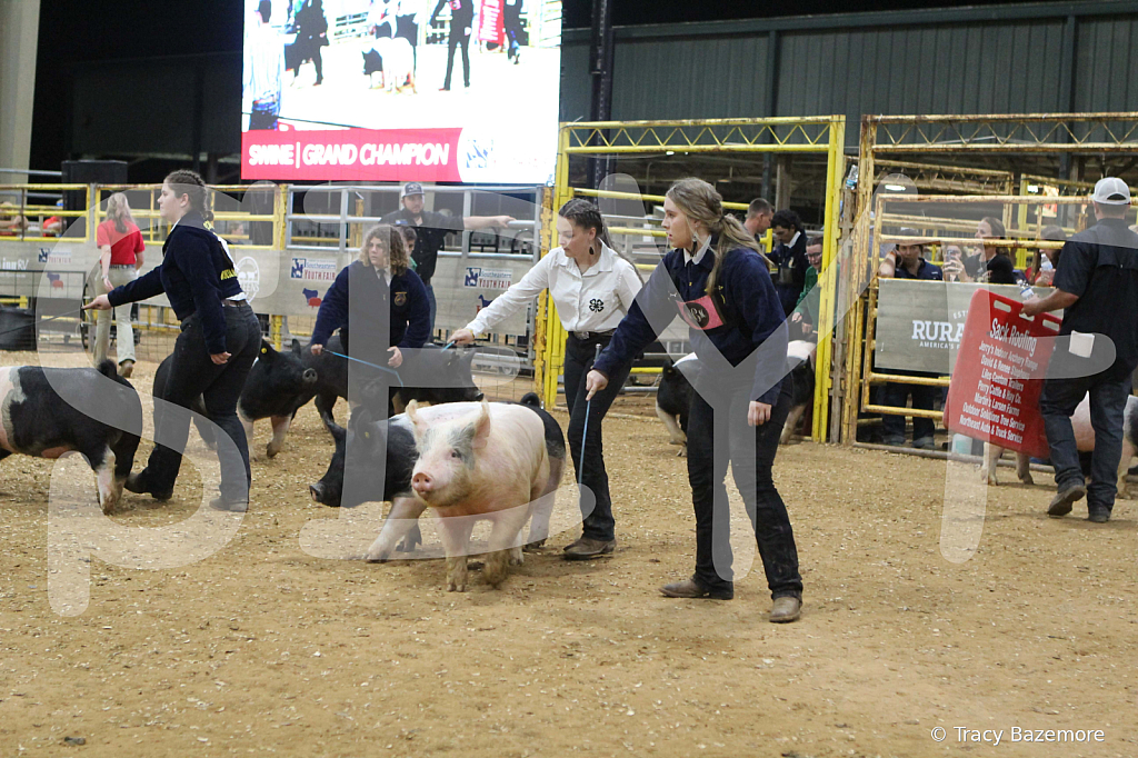 swine1105