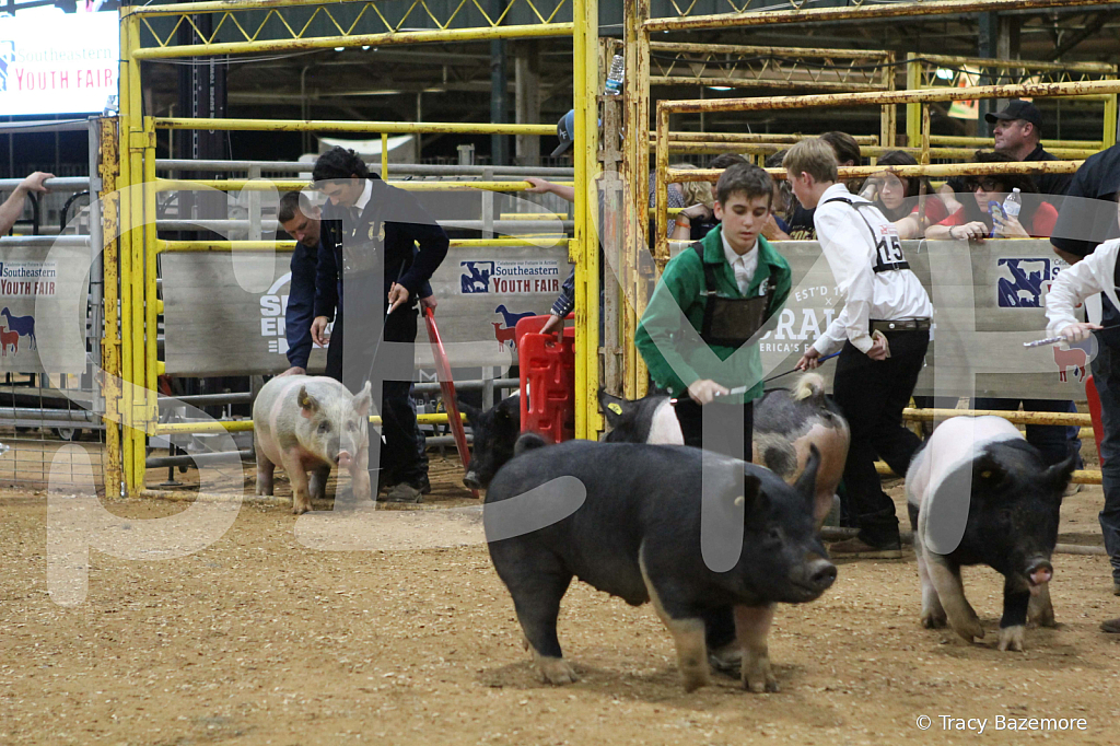 swine1106