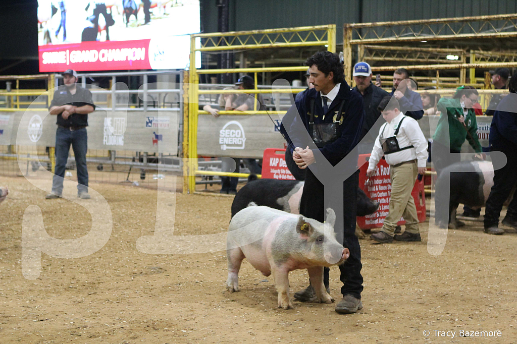 swine1108