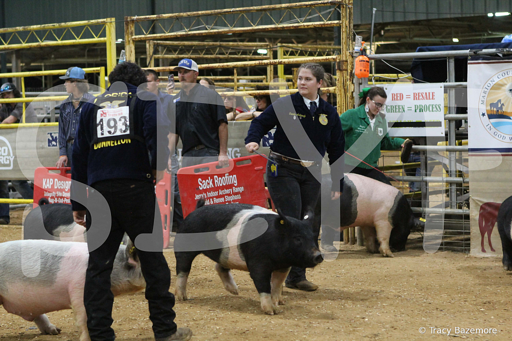 swine1109