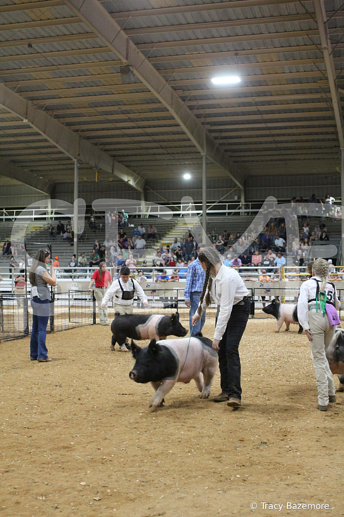 swine1113