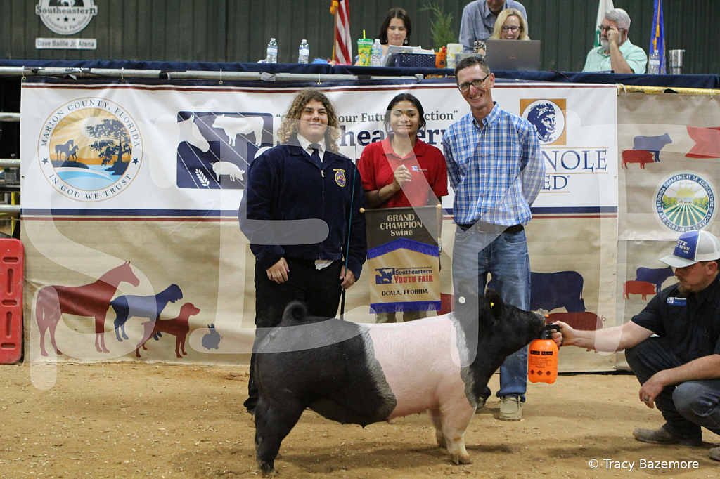 swine1116