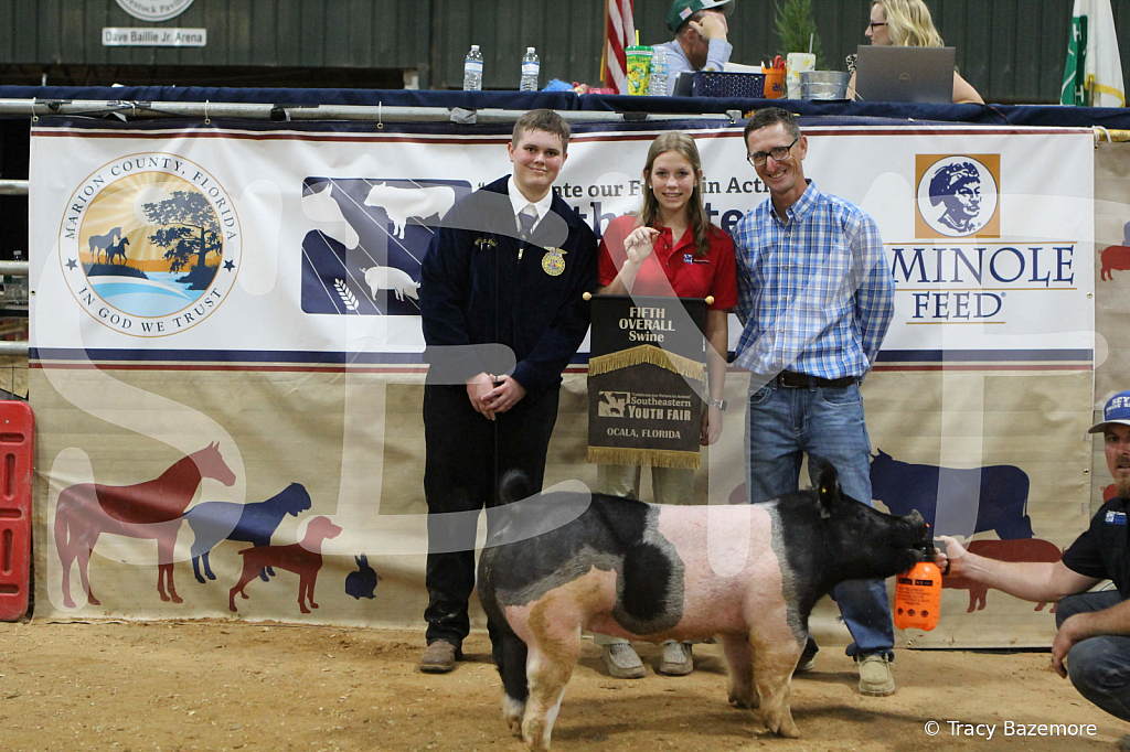swine1131