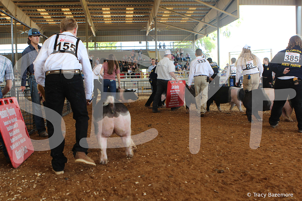 swine9419