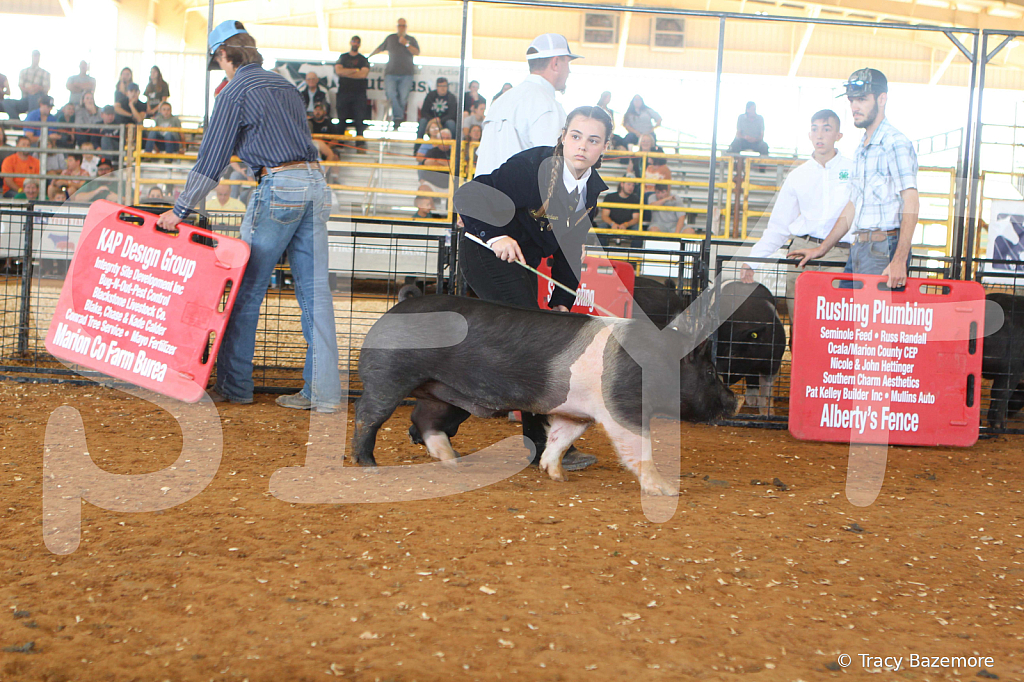 swine9428