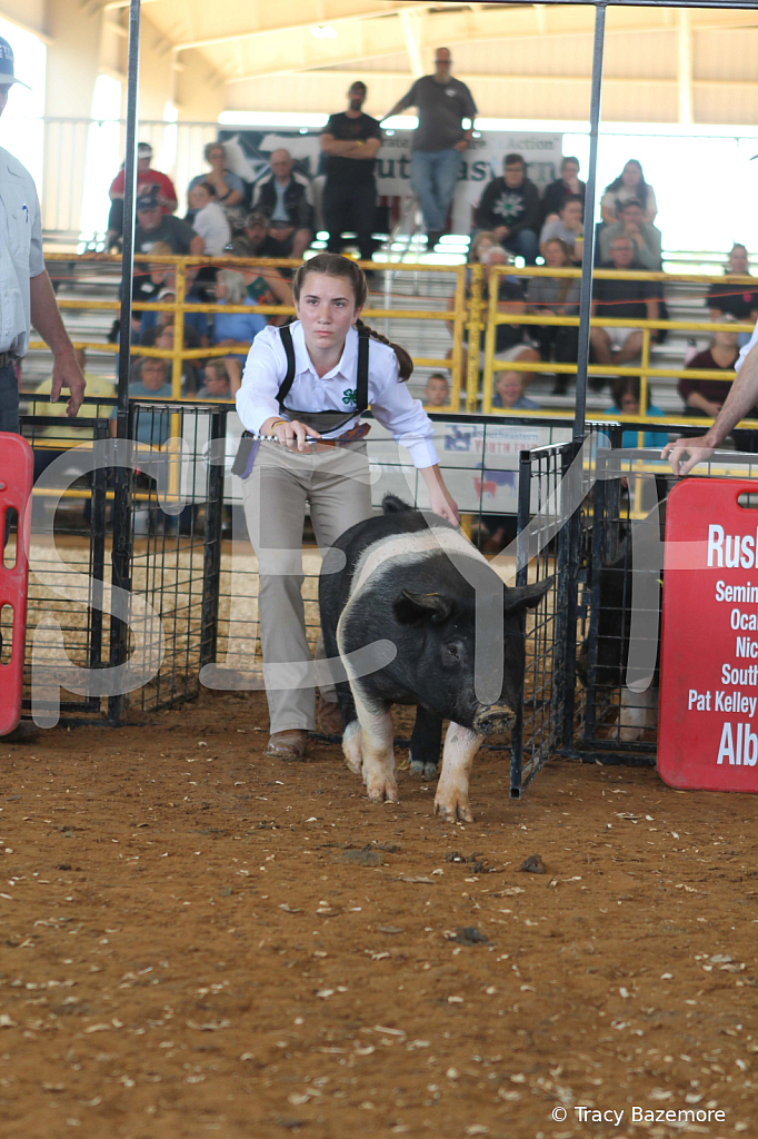 swine9431
