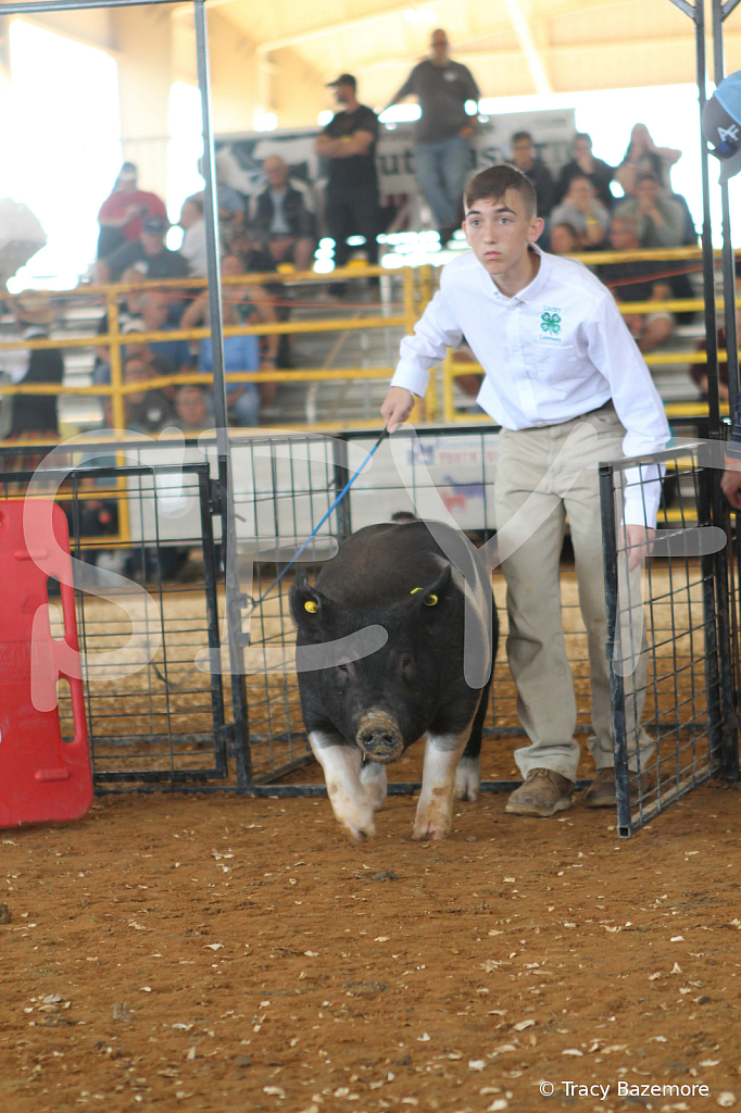swine9435