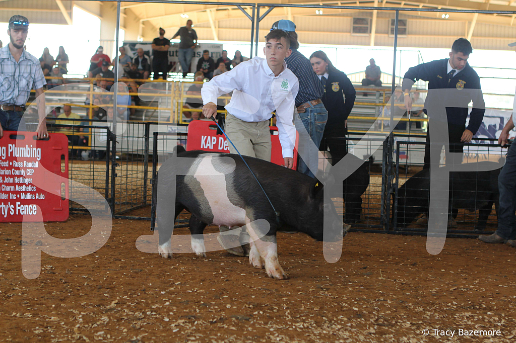 swine9436