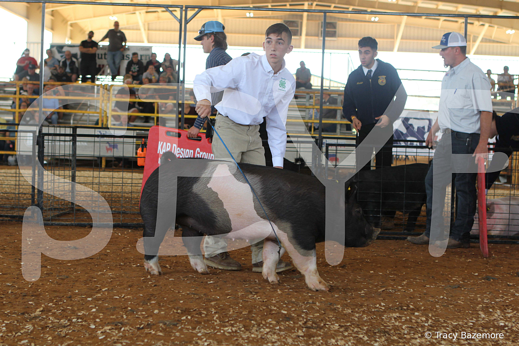 swine9437