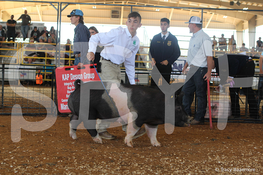 swine9438
