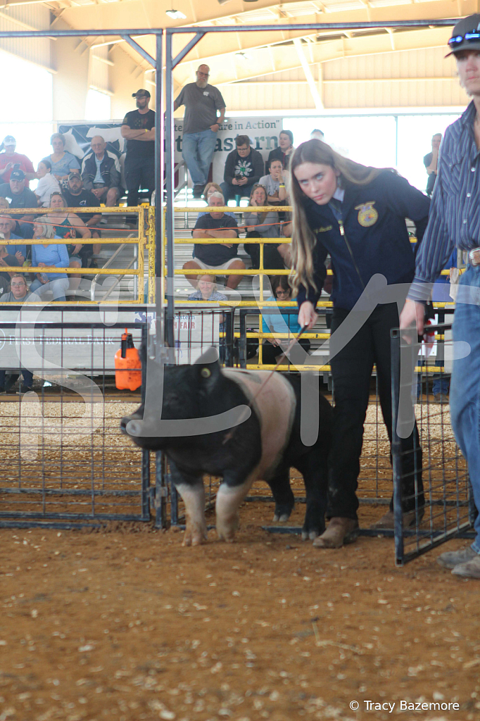 swine9439