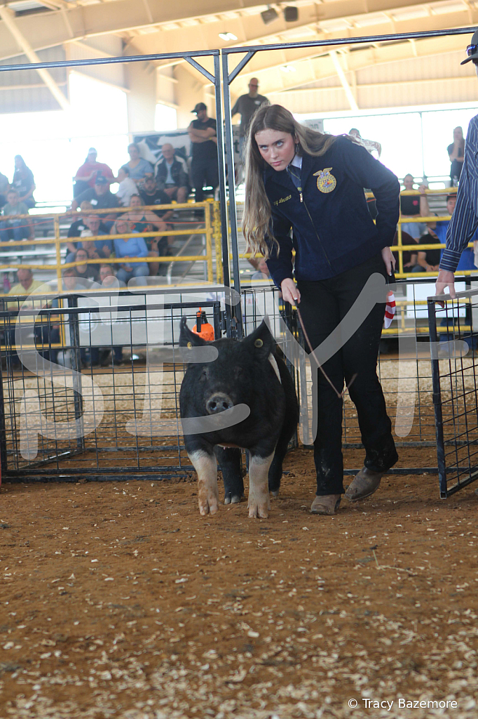 swine9441