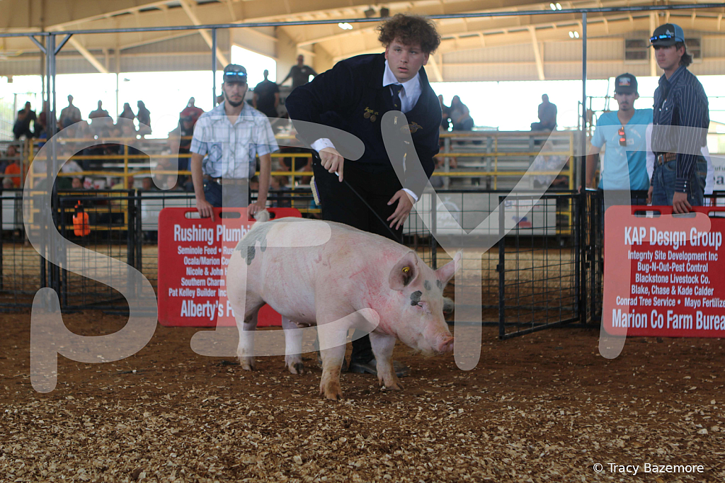 swine9451