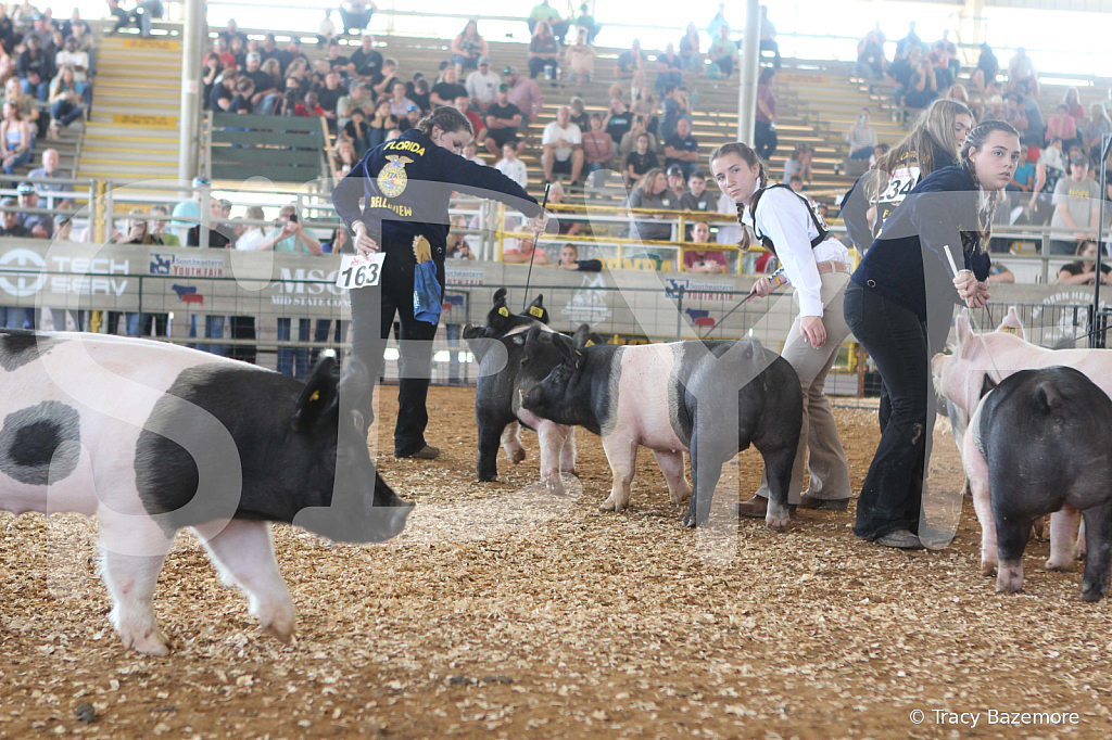 swine9459