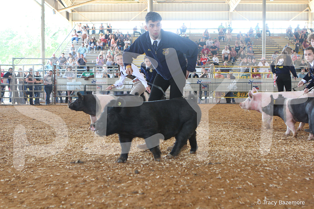 swine9461