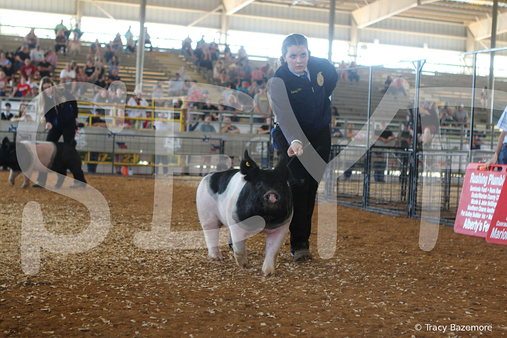 swine9463