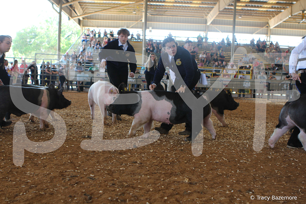 swine9465