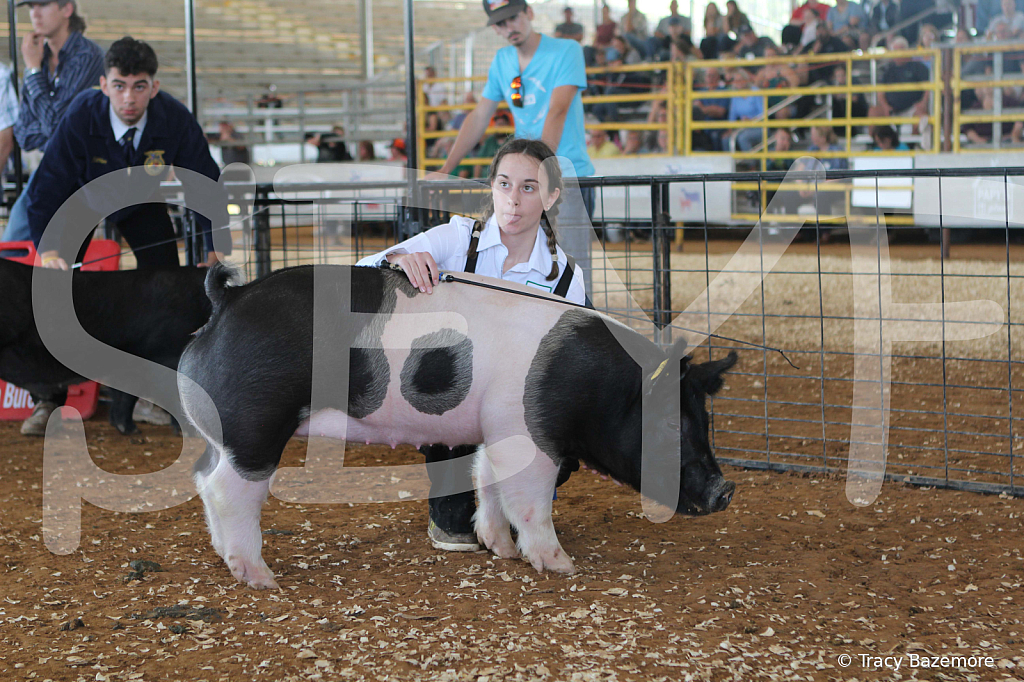 swine9468