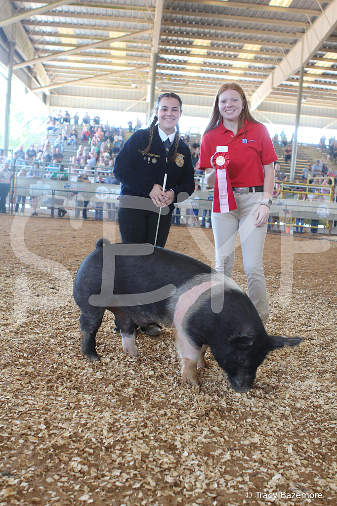 swine9480