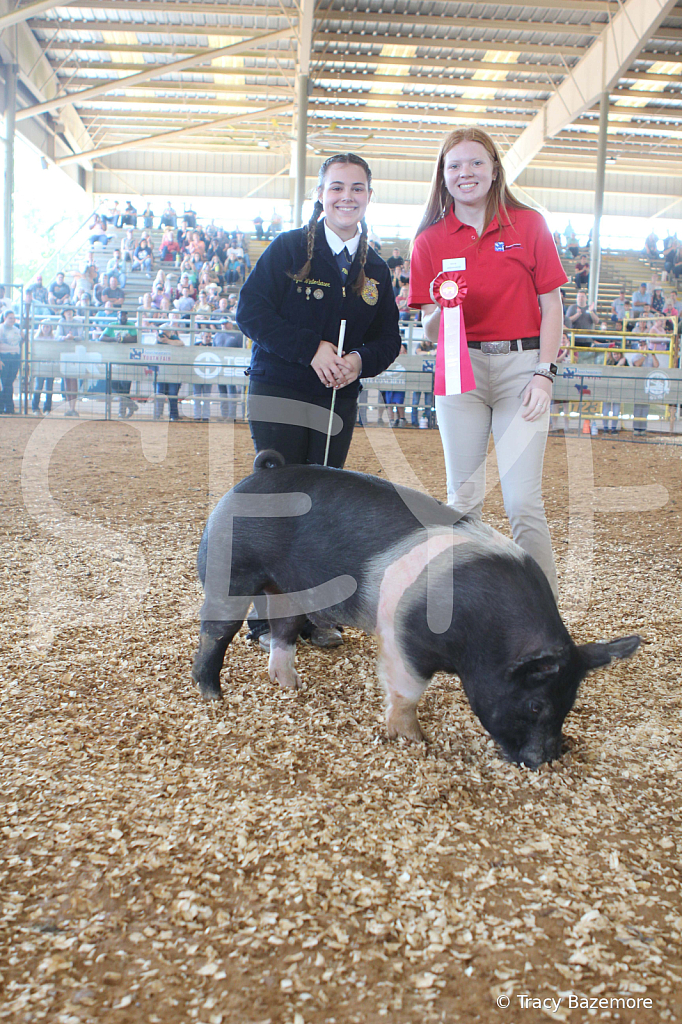 swine9481