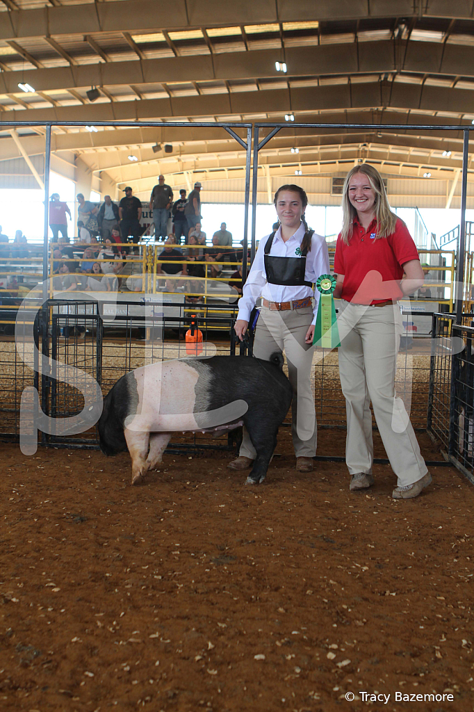 swine9488