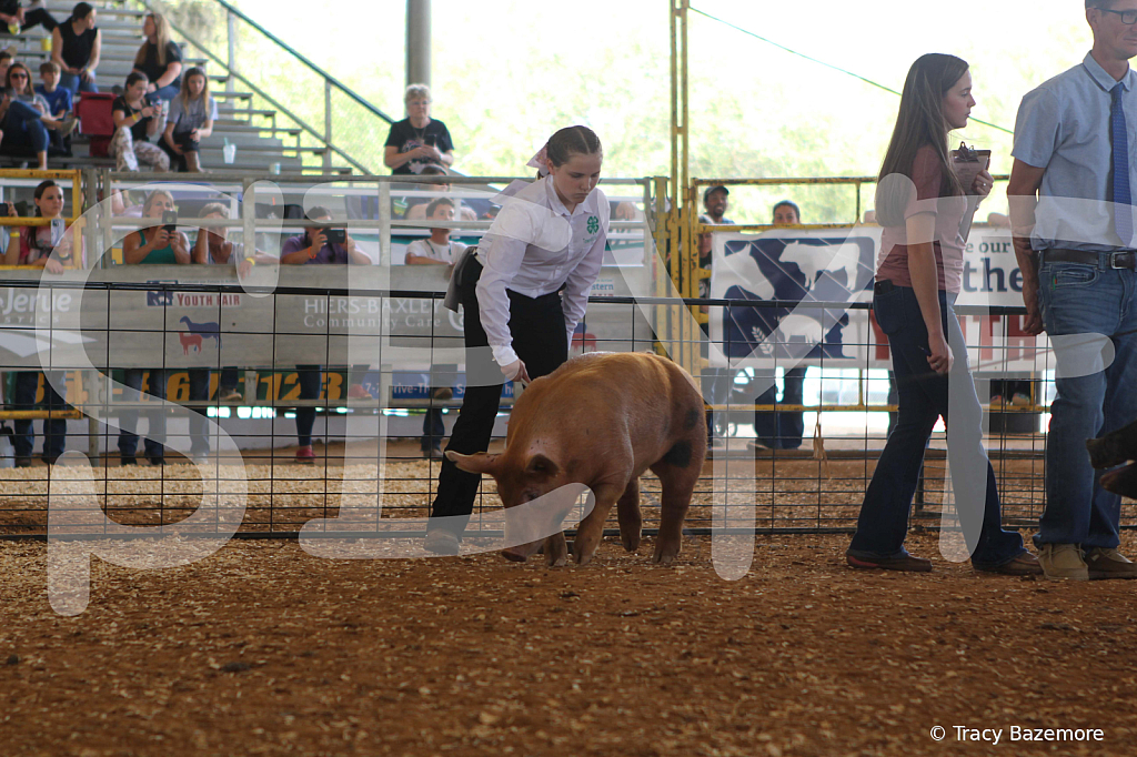 swine9838