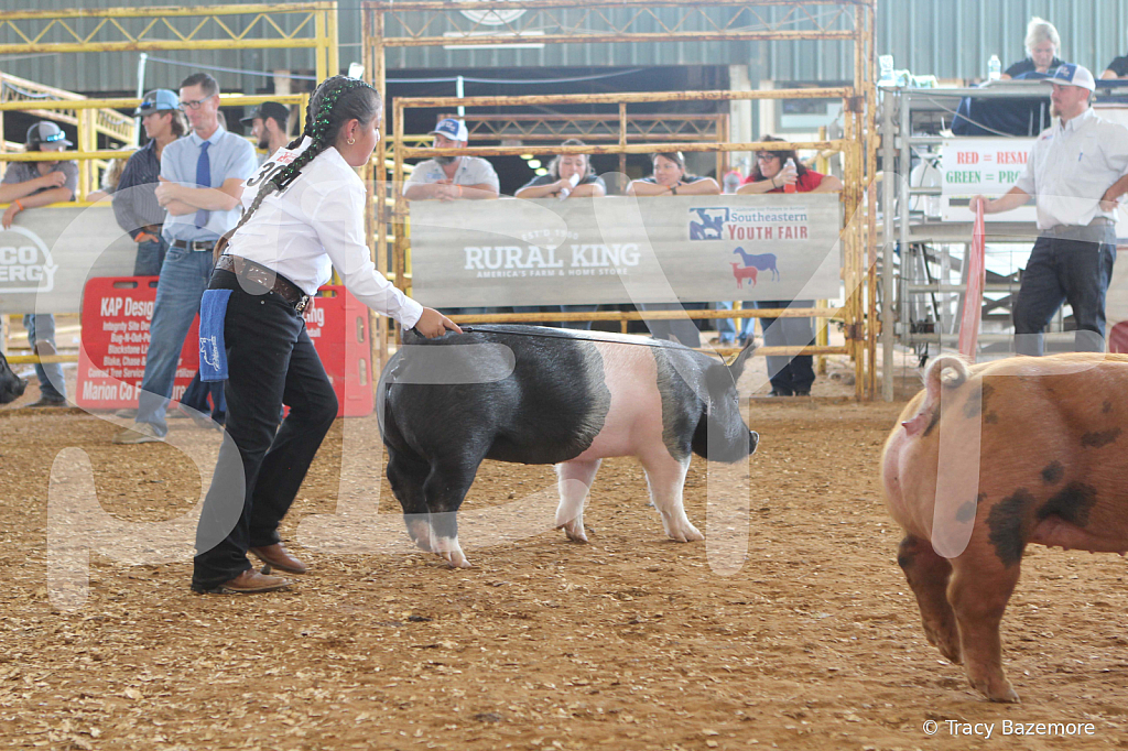 swine9848