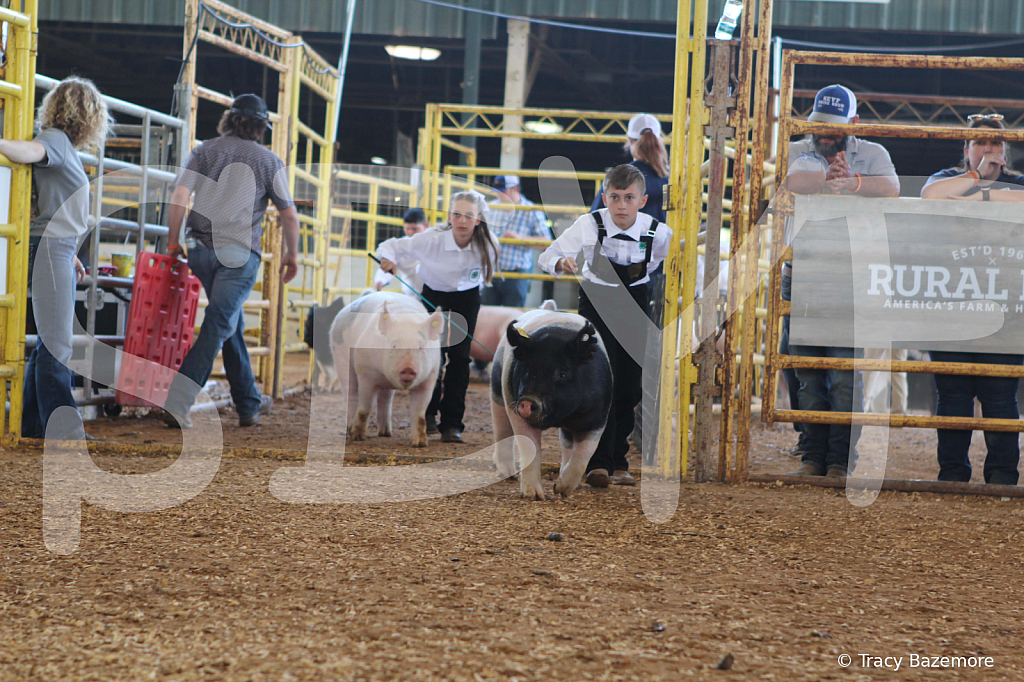 swine9855