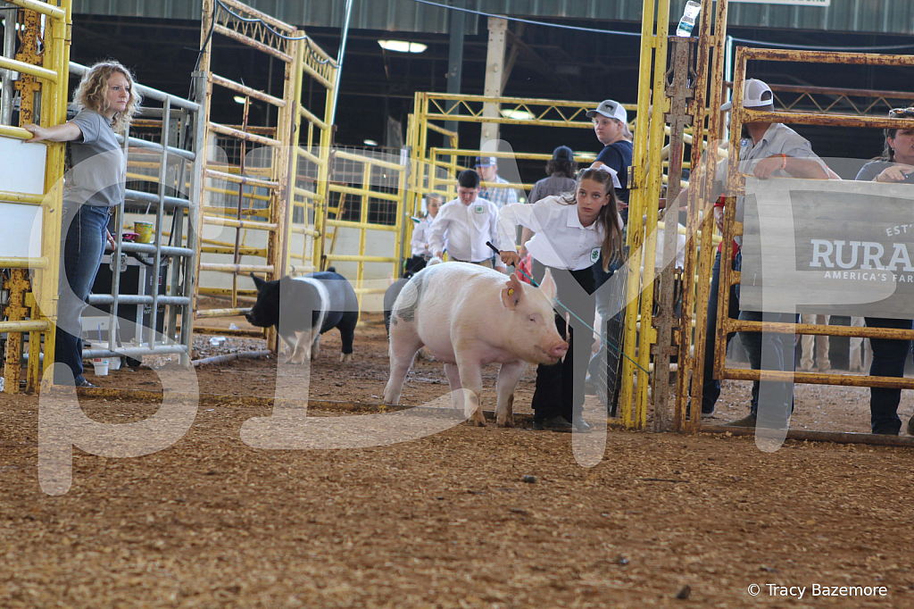 swine9858