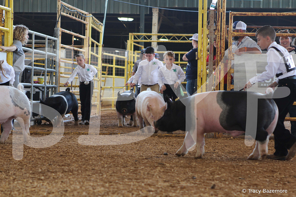 swine9859