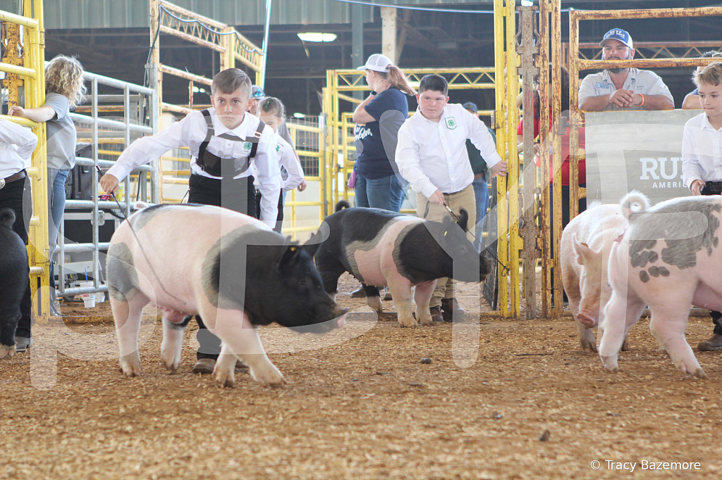 swine9863