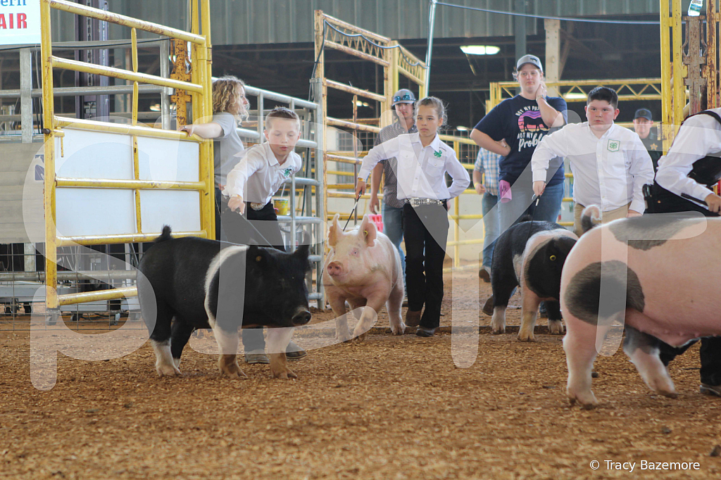 swine9864