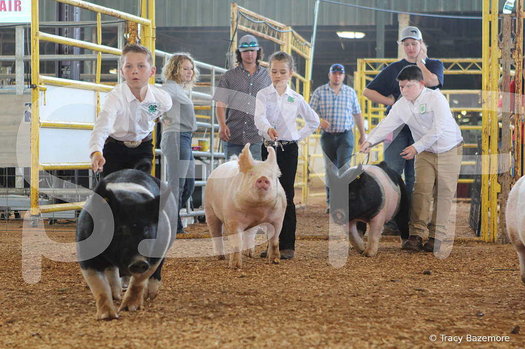 swine9866
