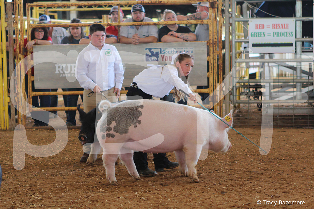swine9884