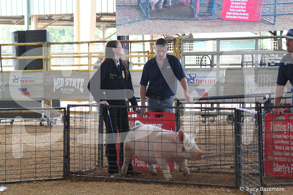 swine0908