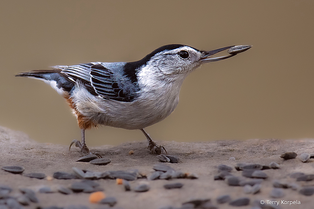 White-breasted Nuthatch