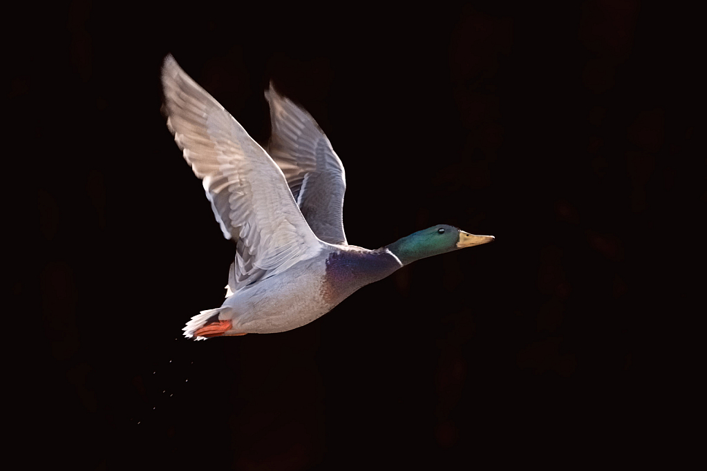 Mallard Take-Off