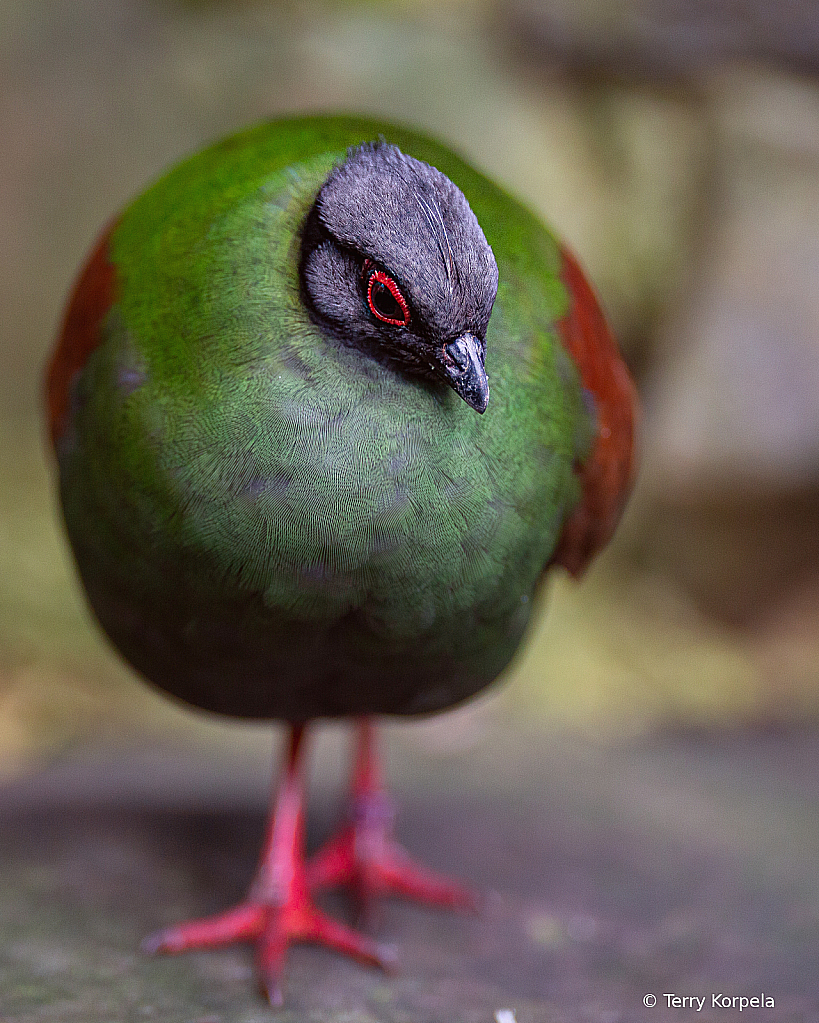 Crested Wood-partridge (female)