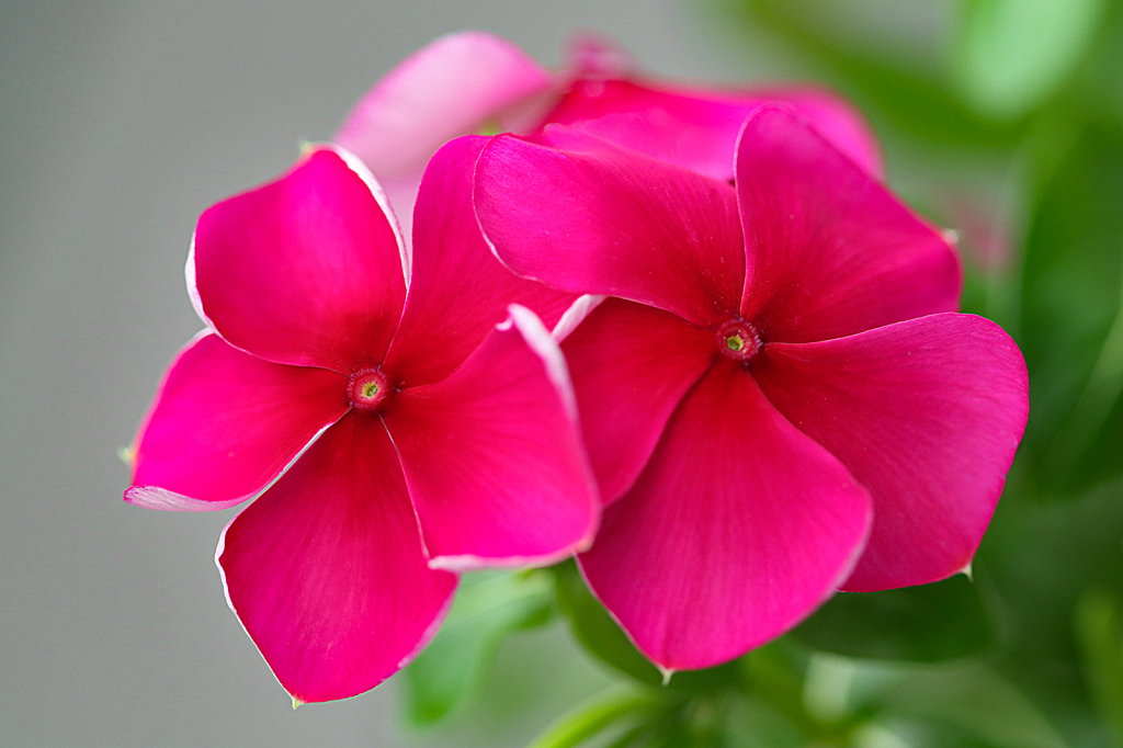 Vinca