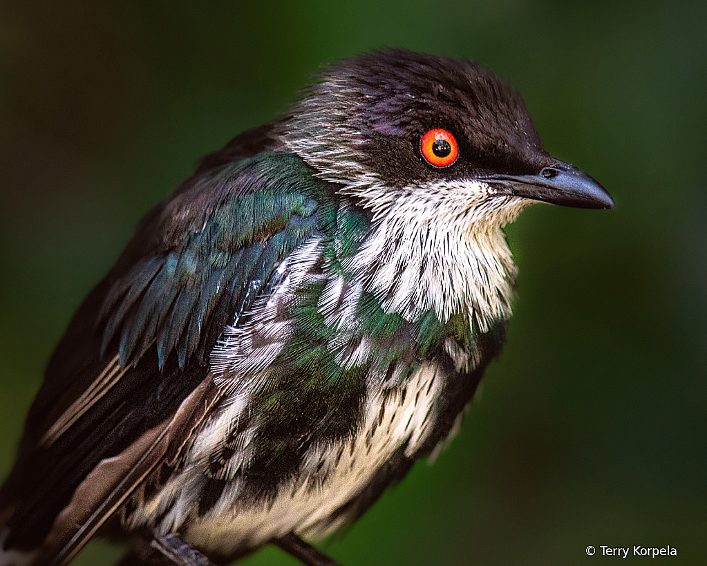 Metallic Starling (Juvenile)