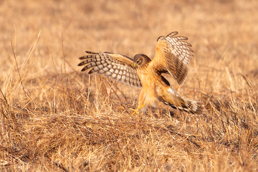 Harrier Checking for Critters