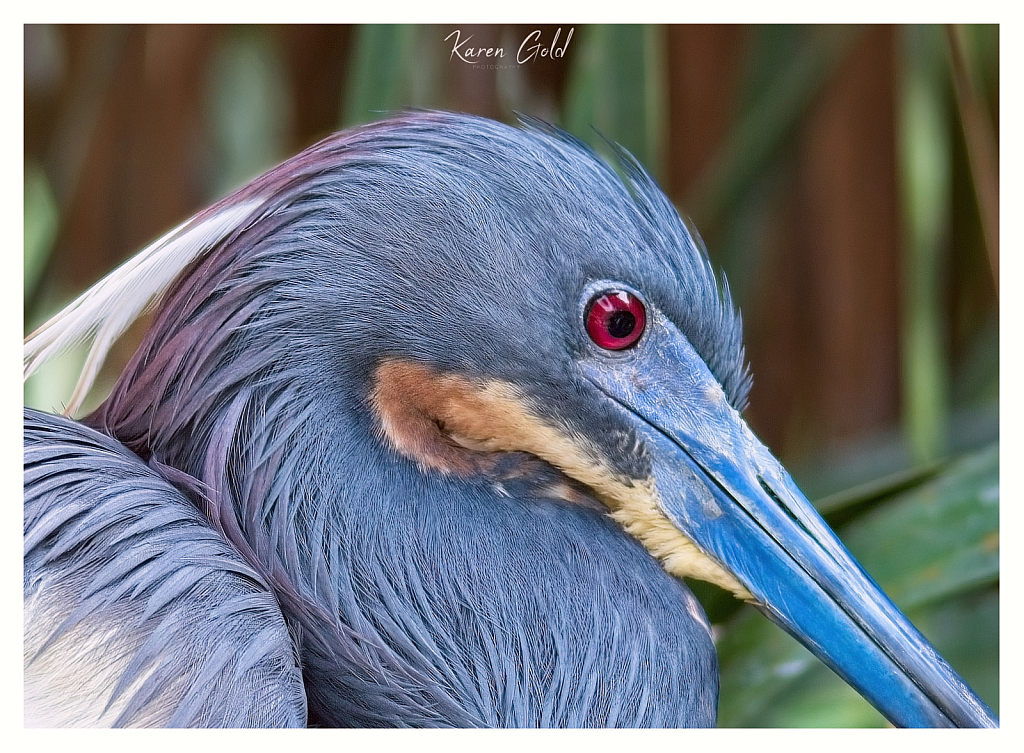 Tri-Colored Heron