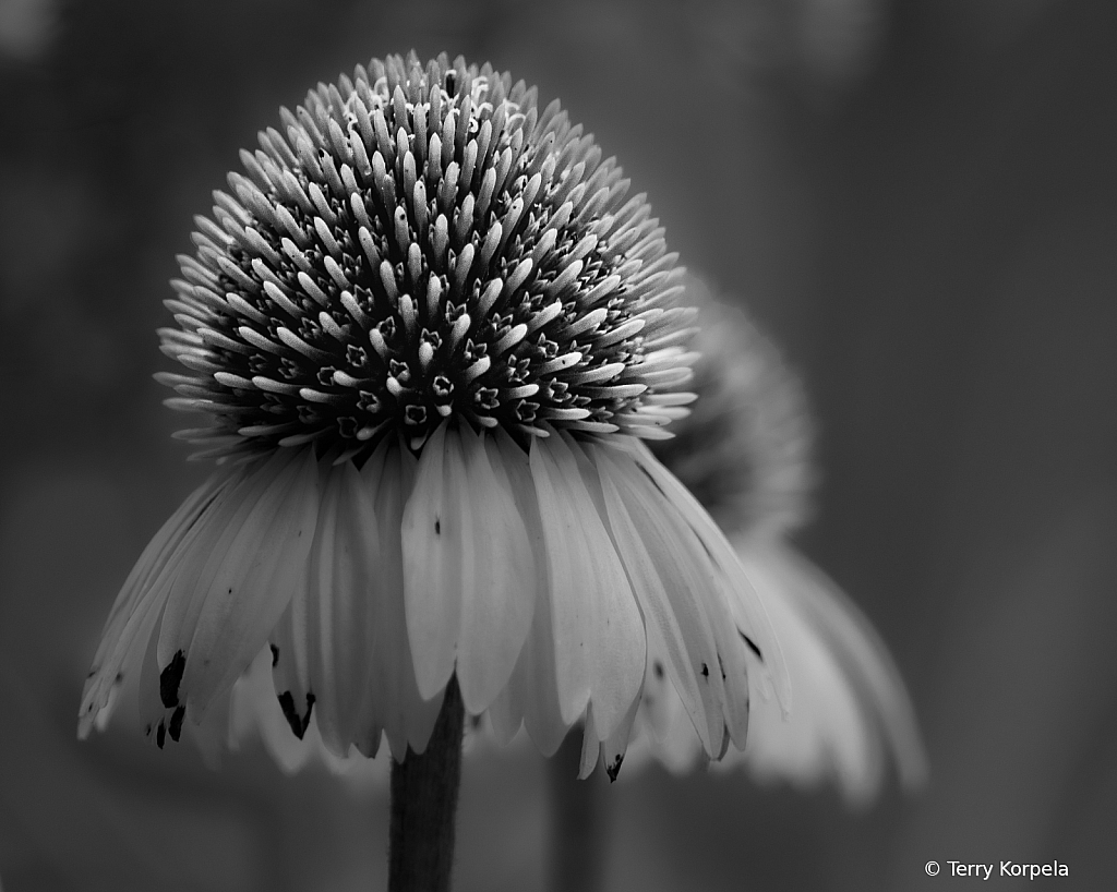 Cone Flower B&W