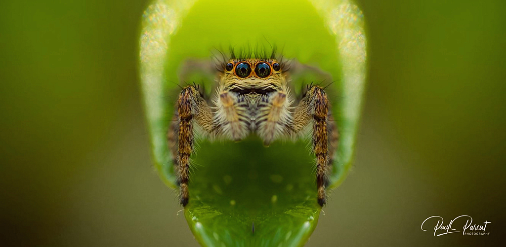 Its looking at me !