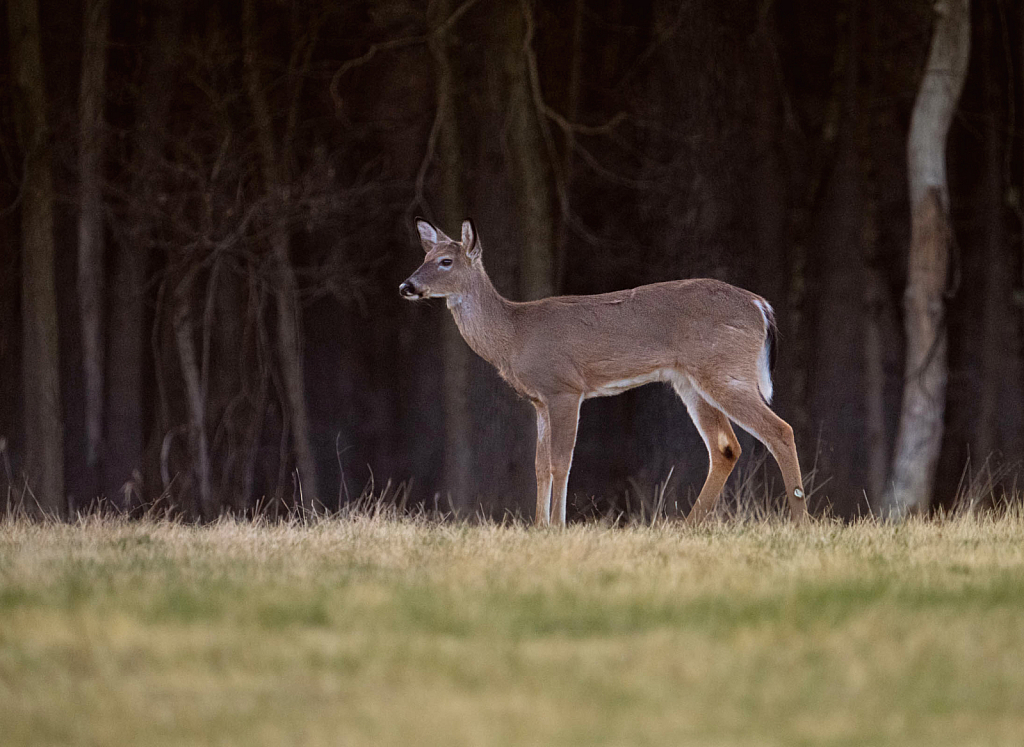 Little Deer in Valley Forge 